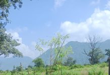 एमडीडीए उपाध्यक्ष बंशीधर तिवारी ने कहा—विकास के साथ देहरादून की हरियाली और प्राकृतिक सुंदरता को संजोना जरूरी, पर्यावरण संतुलन बनाए रखना समय की मांग