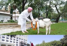 SGRR विश्वविद्यालय में दुनिया की सबसे छोटी गाय का आगमन, कम जगह-चारे में गोपालन पर होगा शोध