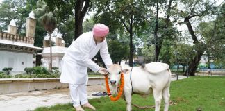 SGRR विश्वविद्यालय में दुनिया की सबसे छोटी गाय का आगमन, कम जगह-चारे में गोपालन पर होगा शोध